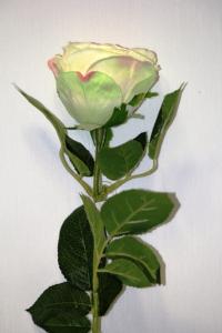 SРR 5/Пион роза крем-розовый 70 см , шт.